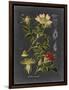 Midnight Botanical I-Vision Studio-Framed Art Print