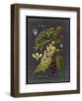 Midnight Botanical II-Vision Studio-Framed Art Print