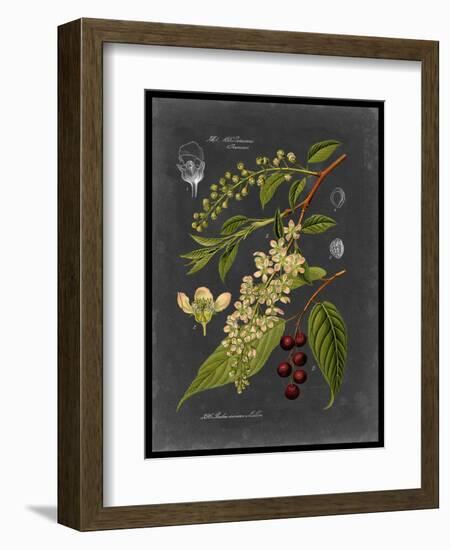 Midnight Botanical II-Vision Studio-Framed Art Print