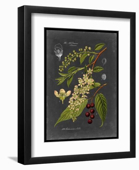 Midnight Botanical II-Vision Studio-Framed Art Print