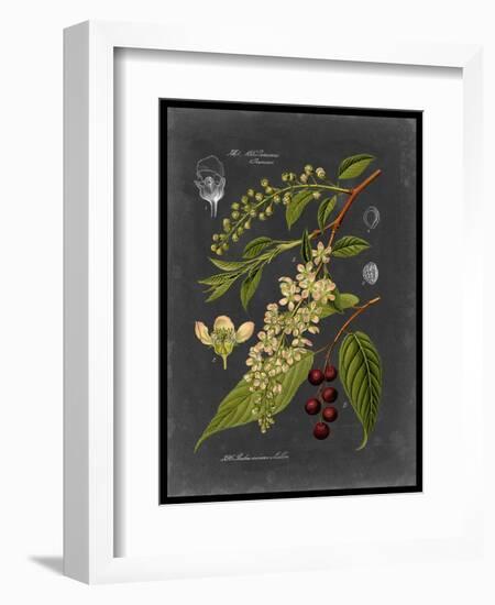 Midnight Botanical II-Vision Studio-Framed Art Print