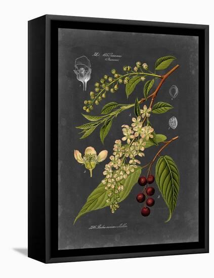 Midnight Botanical II-Vision Studio-Framed Stretched Canvas