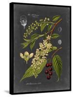 Midnight Botanical II-Vision Studio-Stretched Canvas