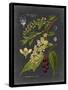 Midnight Botanical II-Vision Studio-Framed Stretched Canvas