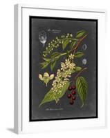 Midnight Botanical II-Vision Studio-Framed Art Print