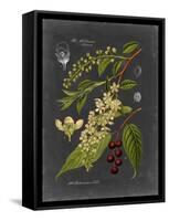 Midnight Botanical II-Vision Studio-Framed Stretched Canvas