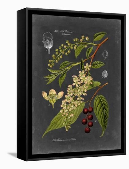 Midnight Botanical II-Vision Studio-Framed Stretched Canvas