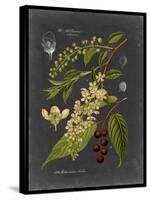 Midnight Botanical II-Vision Studio-Stretched Canvas