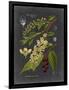 Midnight Botanical II-Vision Studio-Framed Art Print