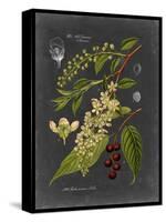 Midnight Botanical II-Vision Studio-Stretched Canvas