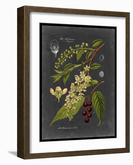 Midnight Botanical II-Vision Studio-Framed Art Print