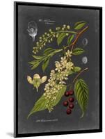 Midnight Botanical II-Vision Studio-Mounted Art Print