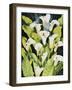 Midnight Callalilies-Mary Russel-Framed Giclee Print