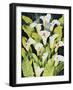 Midnight Callalilies-Mary Russel-Framed Giclee Print