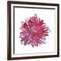 Midnight Dancer-Kiana Mosley-Framed Giclee Print