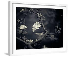 Midnight Garden I-Irene Suchocki-Framed Giclee Print