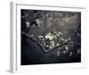 Midnight Garden II-Irene Suchocki-Framed Giclee Print