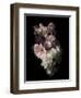 Midnight Gerbera-Julie Greenwood-Framed Art Print