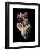 Midnight Gerbera-Julie Greenwood-Framed Art Print