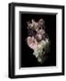 Midnight Gerbera-Julie Greenwood-Framed Art Print