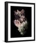 Midnight Gerbera-Julie Greenwood-Framed Art Print