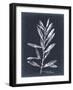 Midnight Leaves I-null-Framed Art Print