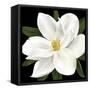 Midnight Magnolia II-Grace Popp-Framed Stretched Canvas