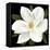 Midnight Magnolia II-Grace Popp-Framed Stretched Canvas