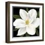 Midnight Magnolia II-Grace Popp-Framed Art Print