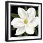 Midnight Magnolia II-Grace Popp-Framed Art Print