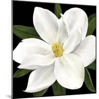 Midnight Magnolia II-Grace Popp-Mounted Art Print