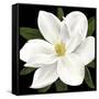 Midnight Magnolia II-Grace Popp-Framed Stretched Canvas