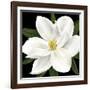 Midnight Magnolia II-Grace Popp-Framed Art Print