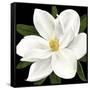 Midnight Magnolia II-Grace Popp-Framed Stretched Canvas