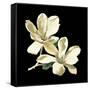 Midnight Magnolias II-Chabal Dussurgey-Framed Stretched Canvas
