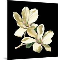 Midnight Magnolias II-Chabal Dussurgey-Mounted Art Print