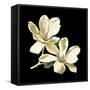 Midnight Magnolias II-Chabal Dussurgey-Framed Stretched Canvas