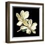 Midnight Magnolias II-Chabal Dussurgey-Framed Art Print