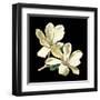 Midnight Magnolias II-Chabal Dussurgey-Framed Art Print