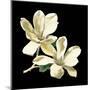 Midnight Magnolias II-Chabal Dussurgey-Mounted Art Print