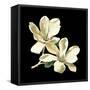 Midnight Magnolias II-Chabal Dussurgey-Framed Stretched Canvas