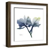 Midnight Orchid-Albert Koetsier-Framed Art Print