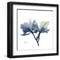 Midnight Orchid-Albert Koetsier-Framed Art Print