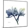 Midnight Orchid-Albert Koetsier-Mounted Art Print