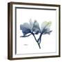 Midnight Orchid-Albert Koetsier-Framed Art Print