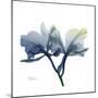 Midnight Orchid-Albert Koetsier-Mounted Art Print