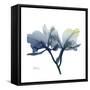 Midnight Orchid-Albert Koetsier-Framed Stretched Canvas