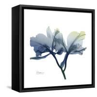Midnight Orchid-Albert Koetsier-Framed Stretched Canvas
