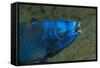 Midnight Parrotfish (Scarus Coelestinus).-Stephen Frink-Framed Stretched Canvas