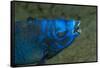 Midnight Parrotfish (Scarus Coelestinus).-Stephen Frink-Framed Stretched Canvas
